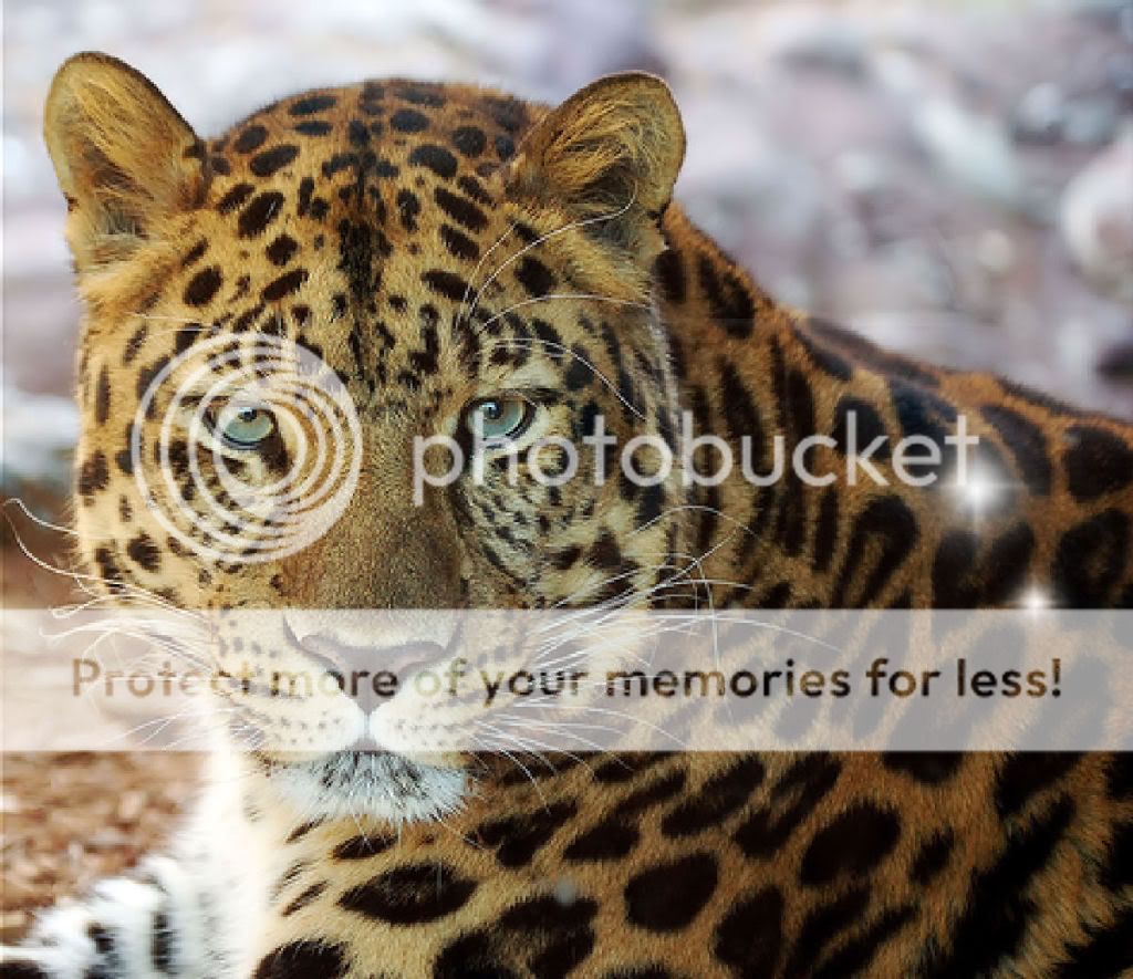 Green Eye Tiger Photo by Jan1952 | Photobucket